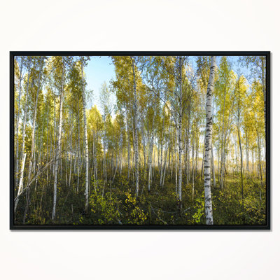 « green automne trees », photographie sur toile
