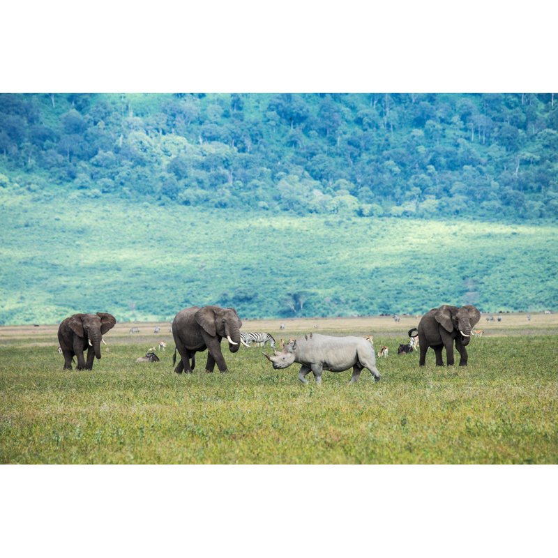 Rhino And Elephants by Seppfriedhuber - Wrapped Canvas Print, 51cm H x 76cm W x 3.8cm D