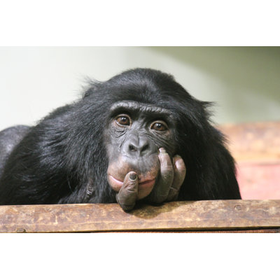 Young Chimpanzee - Simia Troglodytes - Wrapped Canvas Print