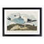 Two Kittiwake Gulls by John James Audubon - Framed Print-55614763-55614768