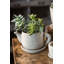 Cement Tea Planters Concrete Statue Planter