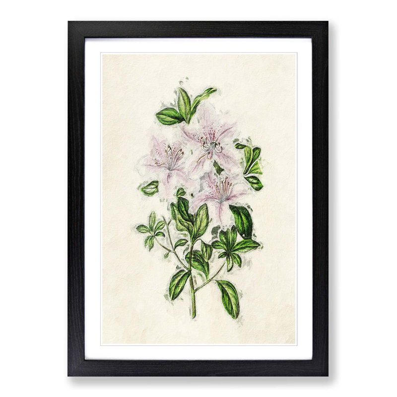 Illustration of Pink Azaleas - Picture Frame Painting Print, Black Framed, 65cm H x 48cm W x 2cm D
