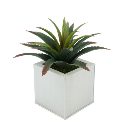 Plante grasse artificielle 7 po en pot