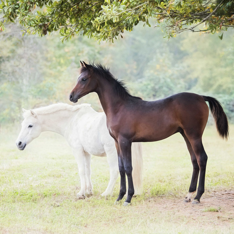 Collection de chevaux VII, H 12 po x l 12 po