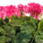 17.5" Artificial Polyester Geranium Bush-504150662