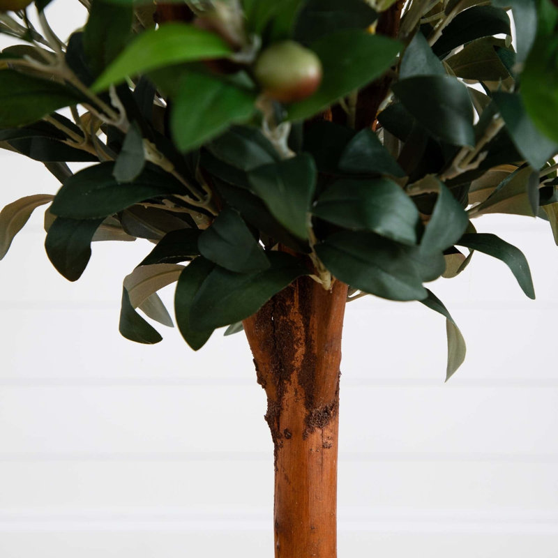 Olive Topiary Tree