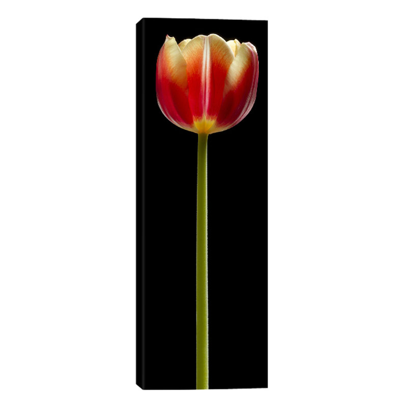 Tall Orange Tulip by Barry Seidman - Wrapped Canvas Panoramic Print, 91.44cm H x 30.48cm W x 4cm D
