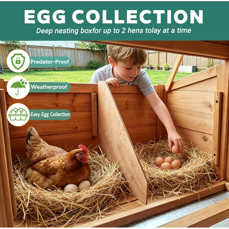 Poulailler d'extérieur en bois avec longue durée, poulailler résistant aux intempéries avec nichoir et rampe, cage de volaille sécurisée pour petits animaux