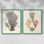 Knorr Shells & Coral III - reproduction encadrée de qualité supérieure - prête à être accrochée - aucun clou requis - aucun clou requis-108019573-108019572
