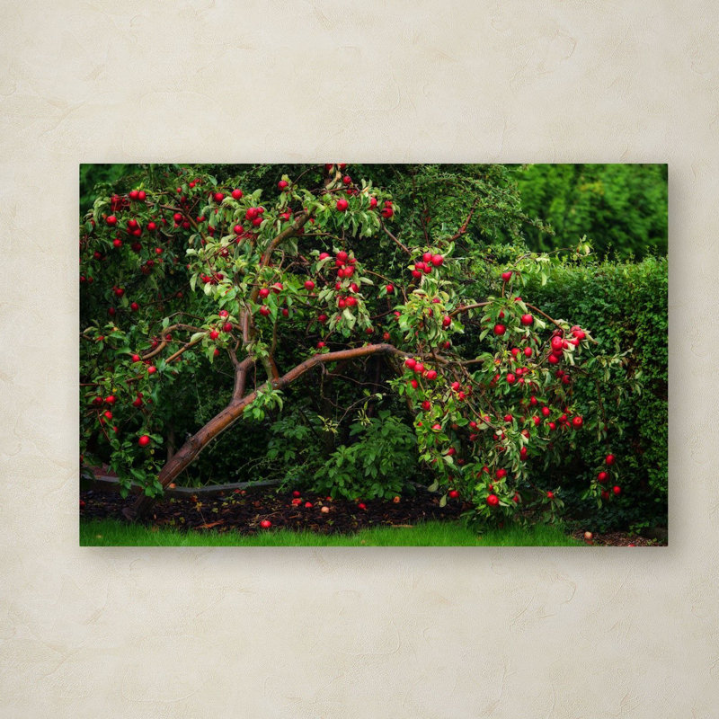«The Apple Tree», reproduction de photo sur toile tendue, H 16 po x l 24 po x P 2 po