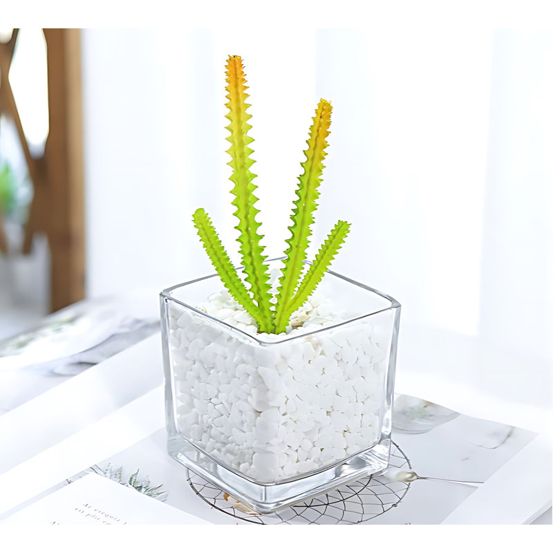 Plante grasse de 6,69 po