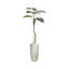 73 po plante