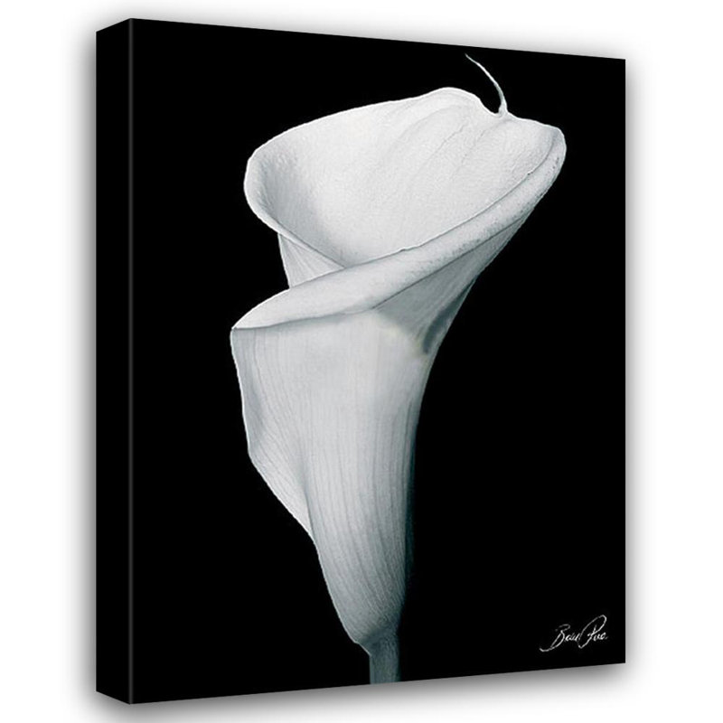 Arum Lily III