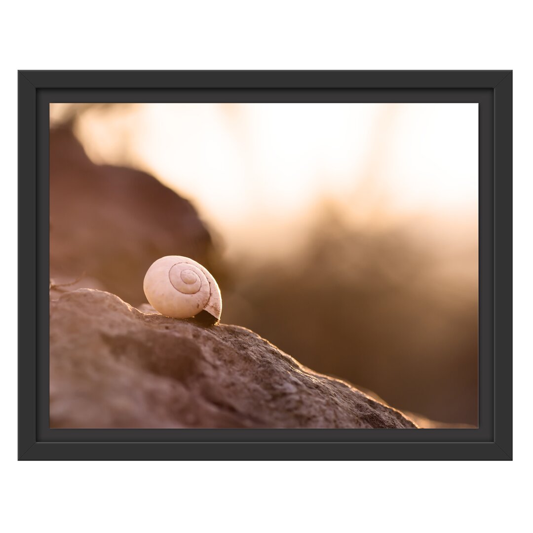 Gerahmtes Wandbild kleine Schnecke auf Stein