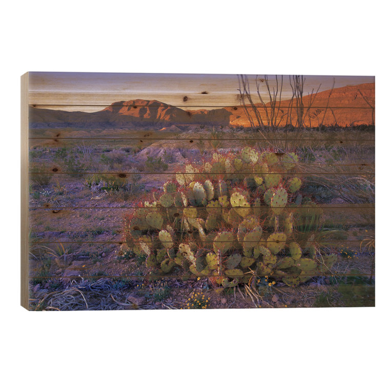 Union Rustic Opuntia In Chihuahuan Desert Landscape, Big Bend National ...