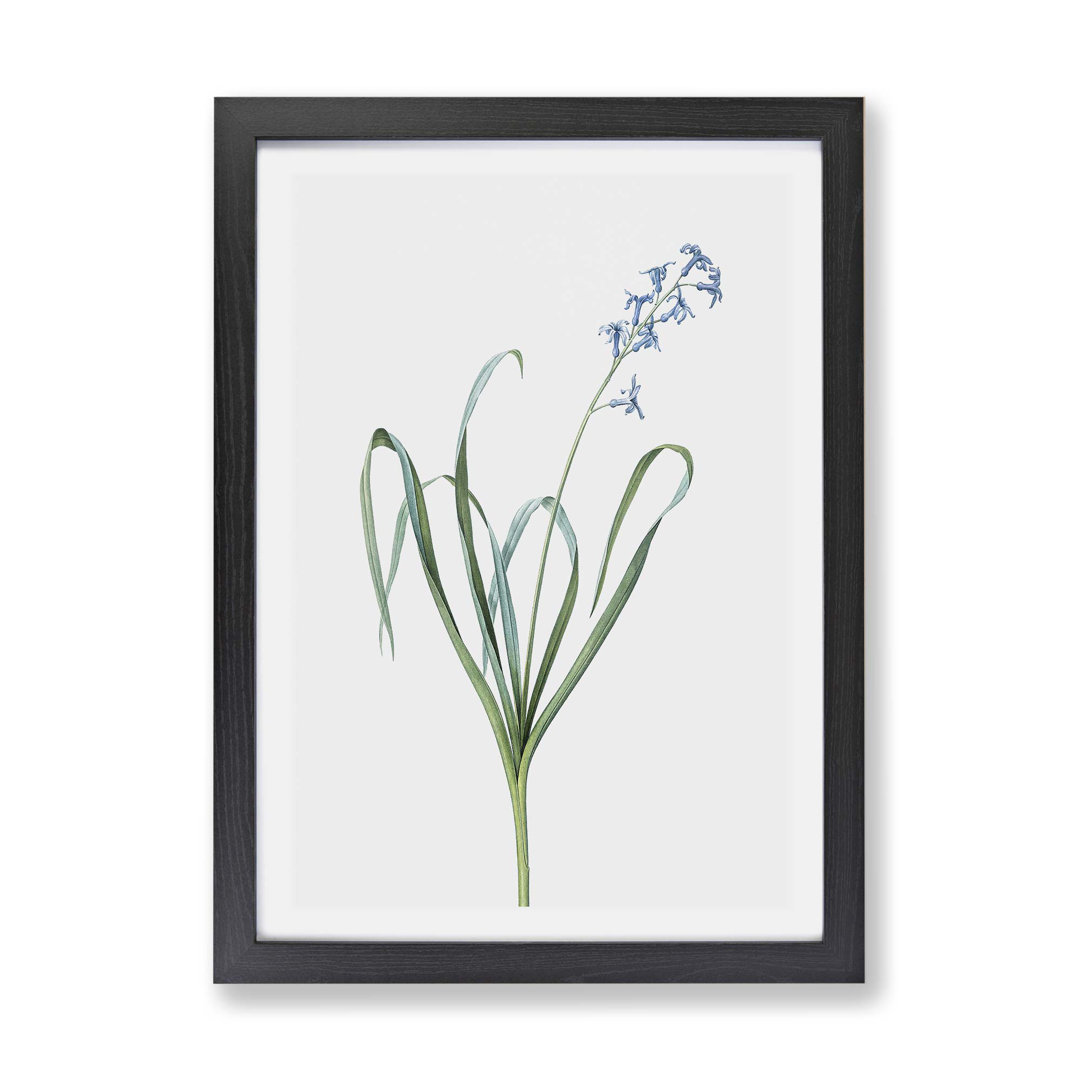 Dutch Hyacinth by Pierre-Joseph Redoute - Framed Print
