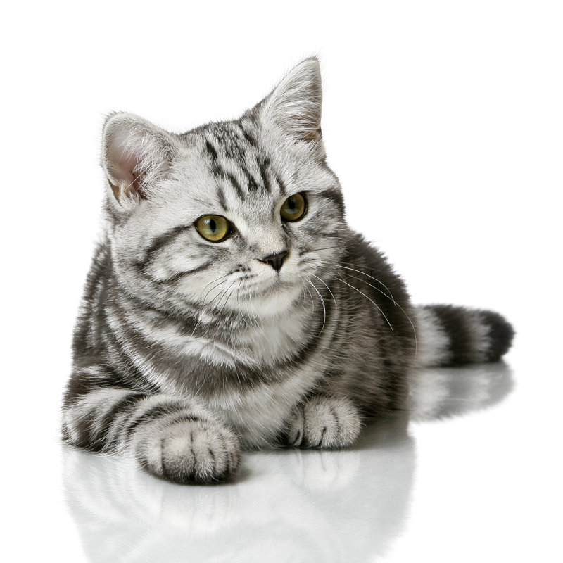 Pretty kitten (british shorthair) isolated on white, 51cm H x 51cm W