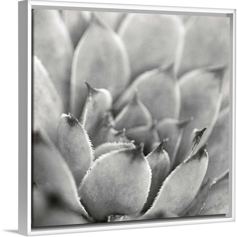 " Garden Succulent I " by Laura Marshall, White Framed Canvas, 20" H x 20" W x 1.75" D