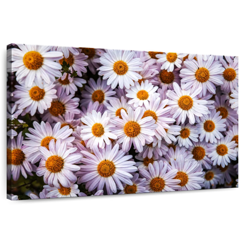 Harnek Shasta Daisies, 32" H x 48" W