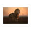 The King In The Morning Light by Xavier Ortega - Wrapped Canvas Print-617337260