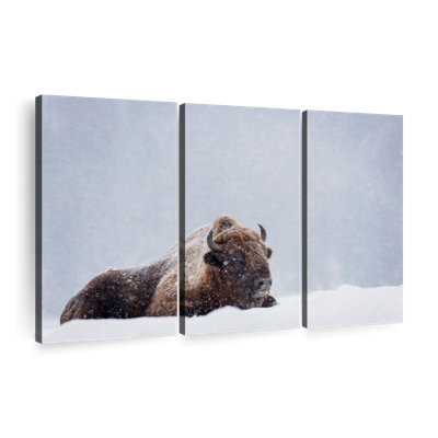 " Snow Bathing Bison " 3 - Pieces