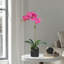 Orchid Arrangement In Pot-2037520810-2037520809