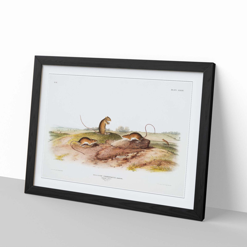 Jumping Mice by J.W. Audubon - Framed Print, 50cm H x 76cm W x 2cm D, Black