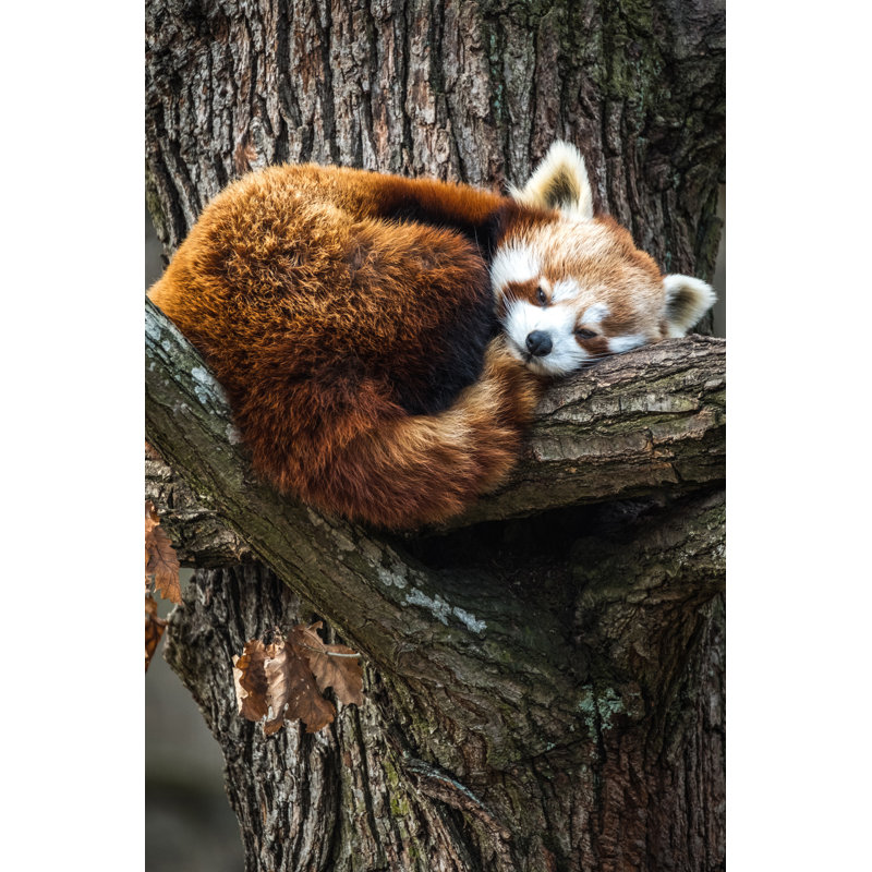 Red Panda - Wrapped Canvas Print, 122cm H x 81cm W