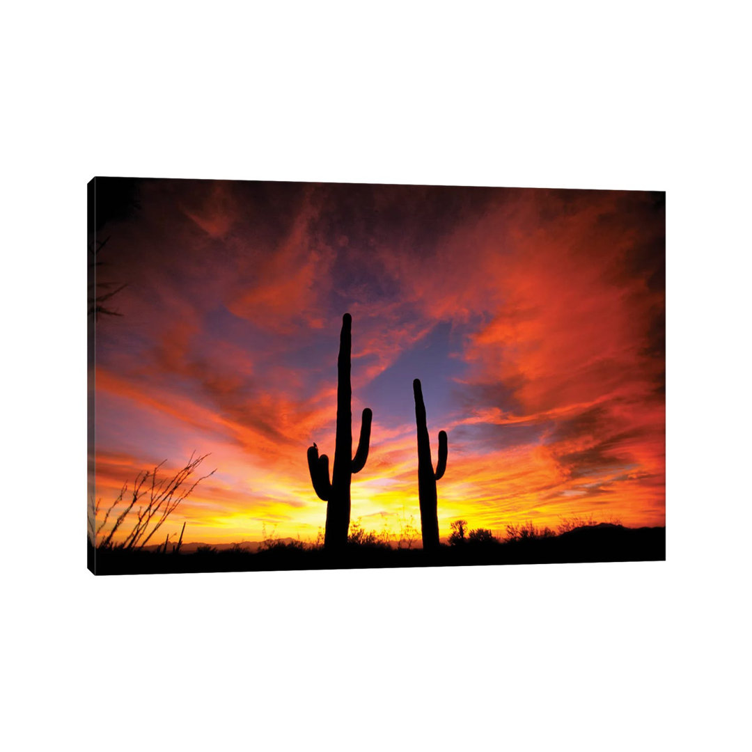 A Pair Of Saguaro Cacti At Sunset, Sonoran Desert, Arizona, Usa by Marilyn Parver - Wrapped Canvas Print