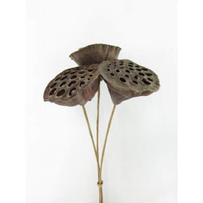 POTS DE LOTUS NATUREL SUR TIGES