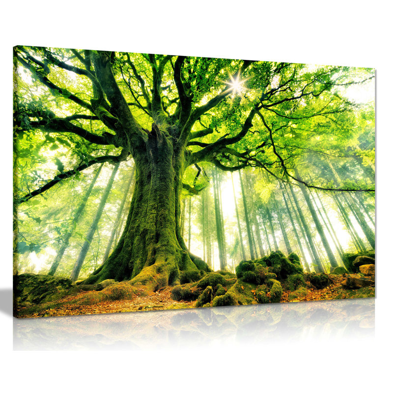 Forest Trees Woods - Wrapped Canvas Print, 20cm H x 31cm W