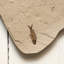 Giant Diplomytus And Cockerellites Fish Fossil Plate
