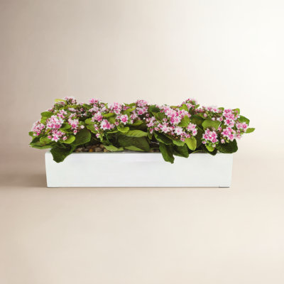 Kallas Floral Arrangement