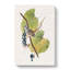 White Crowned Sparrow by John Audubon - Wrapped Canvas-55305422