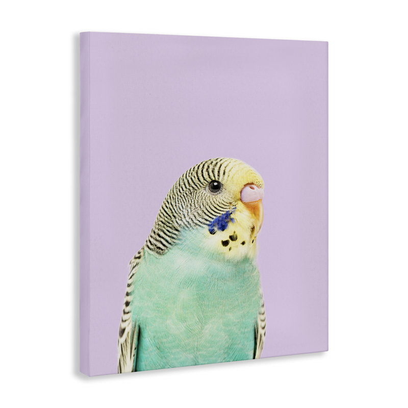 «Pastel Budgie Bird» par Sissi et Seb, H 30 po x l 24 po