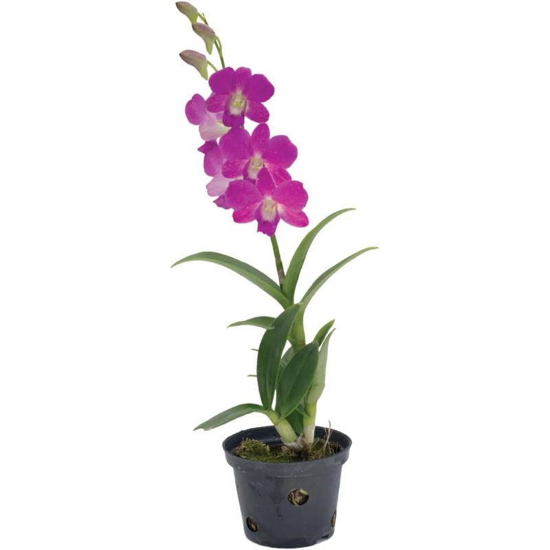 Dendrobium Orchid in 4-Inch Black Pot with Purple Flowers