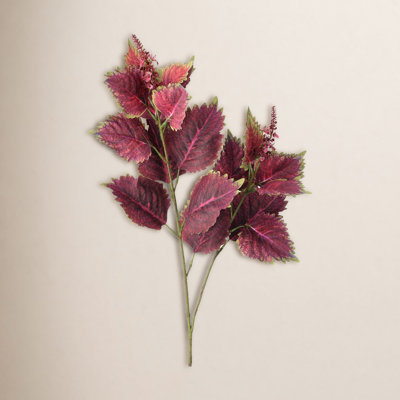 Garden Coleus Stems