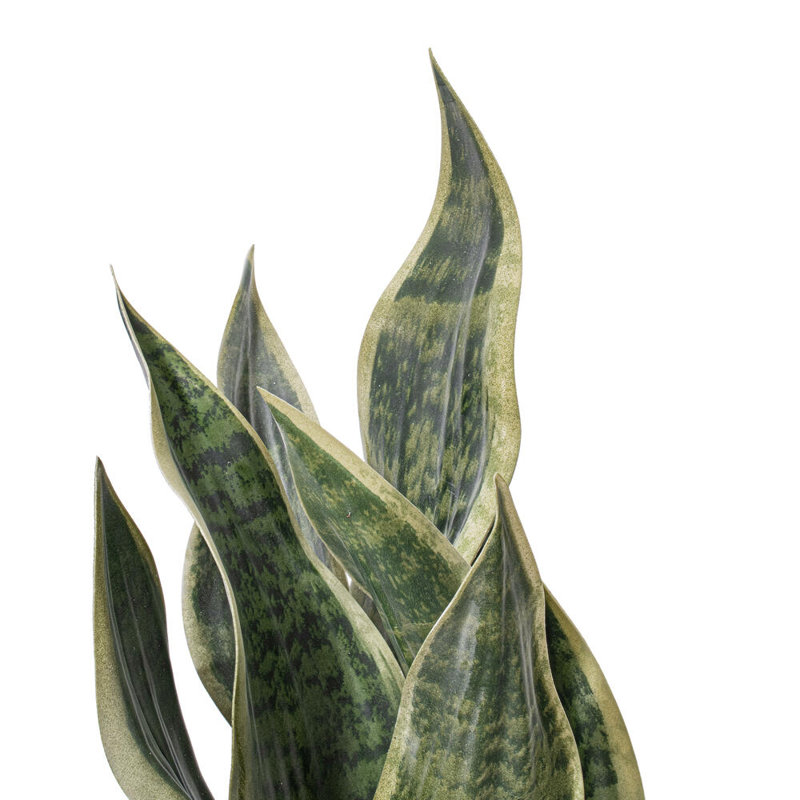 Faux Snake Plant Plant in Cement Artificial