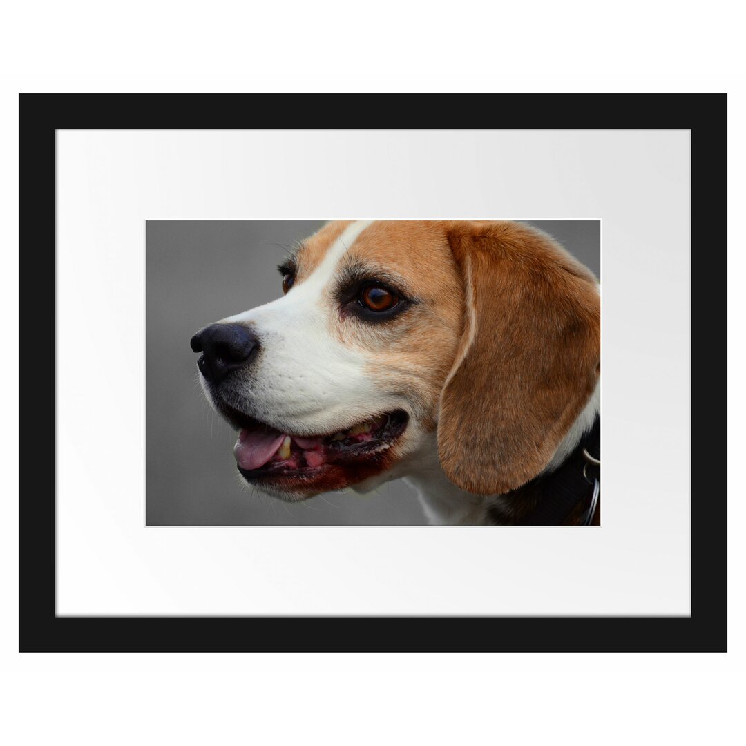 Gerahmter Fotodruck Beagle Side Profile