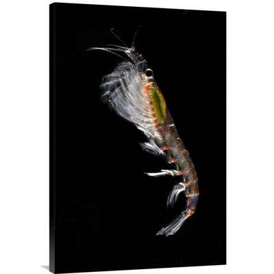" Antarctica 'Antarctic Krill' "