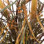 Artificial 27" Euphorbia Onion Grass Bush-2081742284