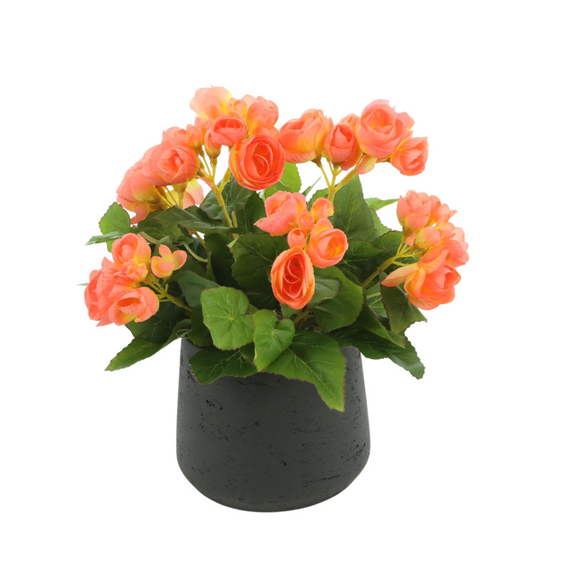 Begonia Floral Arrangement, Orange, Black