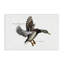 Canard colvert volant par Jadei-1222282948