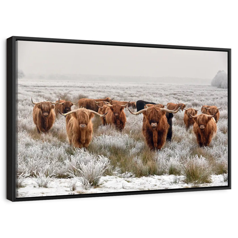 Winter Highland Cows, Cadre flottant noir, 43 po x 29 po