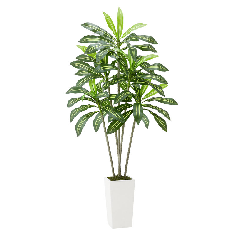 Arbre artificiel artificiel Dracaena avec plante blanche, H 72,01 po x l 31,5 po x P 31,5 po