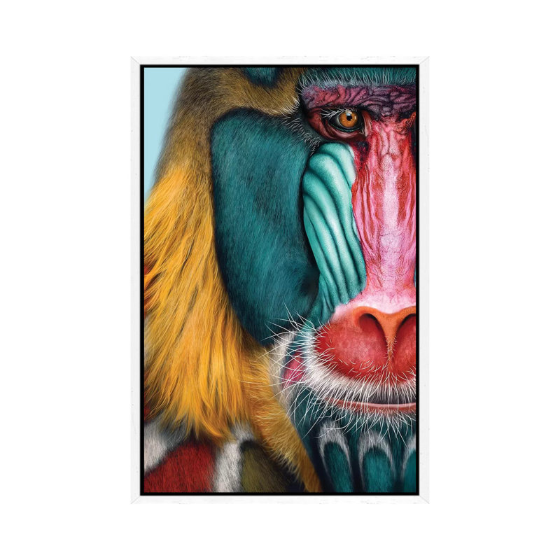 Mandrill by Giulio Rossi - Print on Canvas, 101.6 cm H x 66.04 cm W, White Framed Canvas