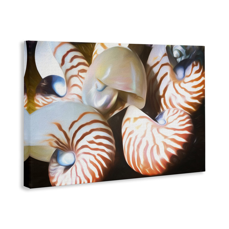  «Nautilus Shells Cluster», art mural par Graffi *ee Studios, H 16 po x l 24 po