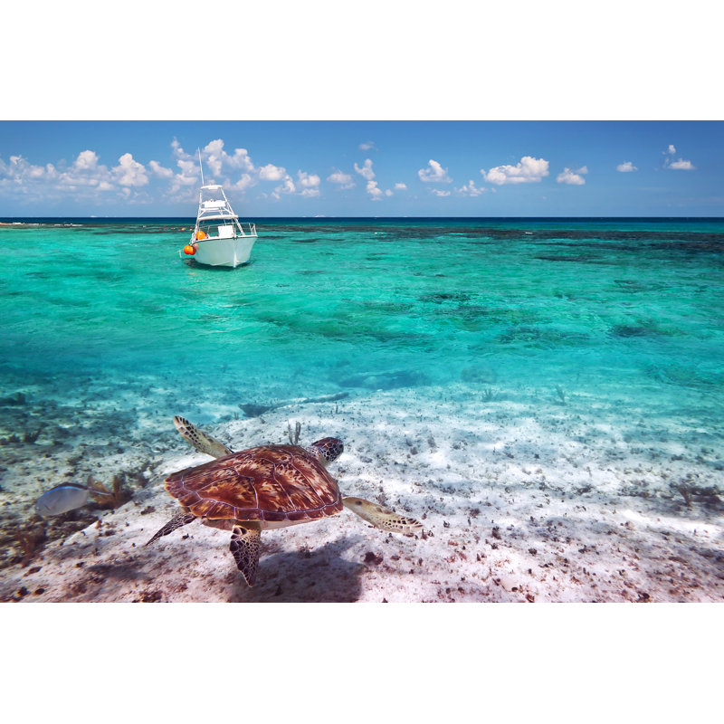 Audet Turtle - Wrapped Canvas Print, 30cm H x 46cm W x 3.8cm D
