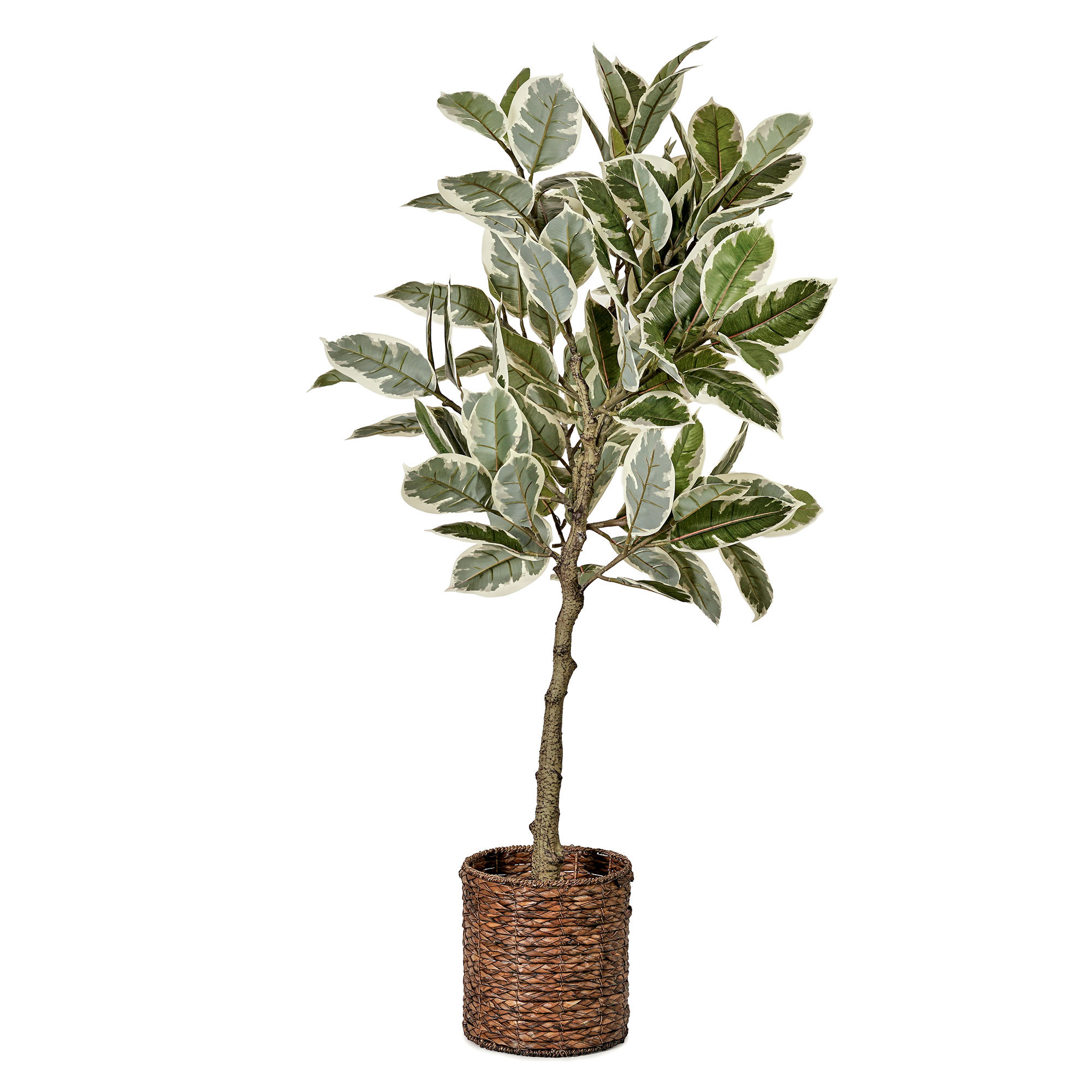 Primrue 60'' Faux Variegated Rubber (Woven Basket) Tree in Hyacinth