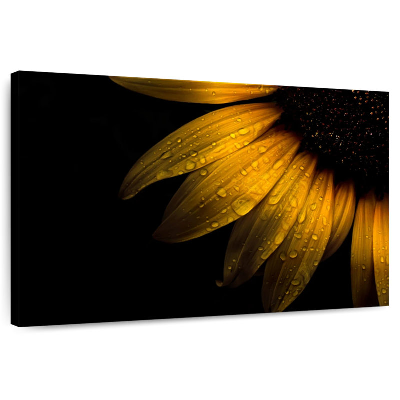 Tournesol Harnek, H 8 po x l 12 po